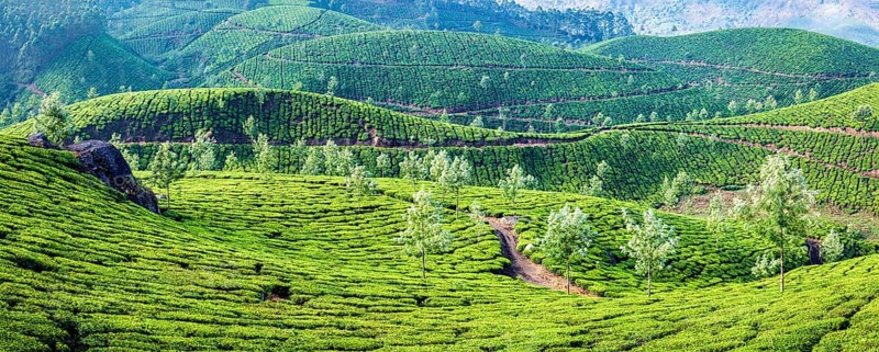 Panorama of green tea plantations on sunrise in Munnar