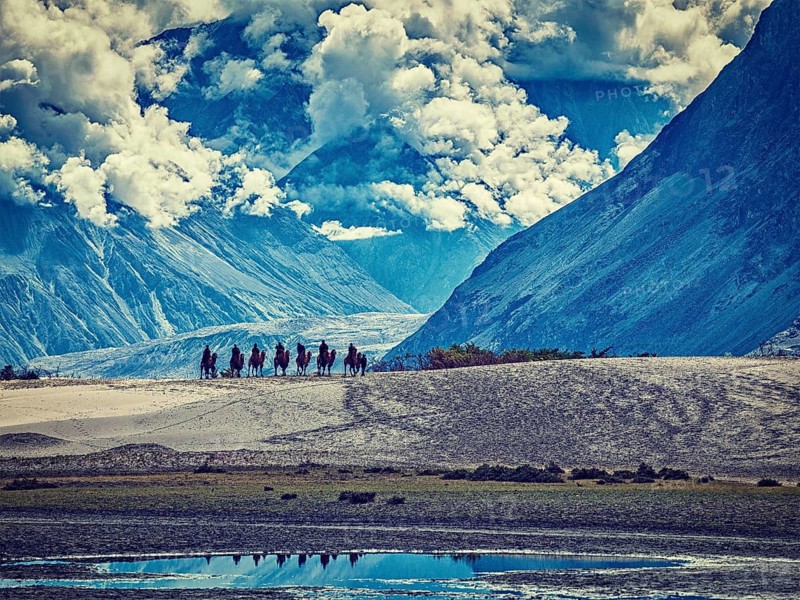 Vintage retro effect filtered hipster style image of Tourists riding camels in Nubra valley in Himalayas