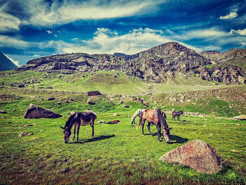 Vintage retro effect filtered hipster style image of horses grazing in Himalayas. Lahaul valley