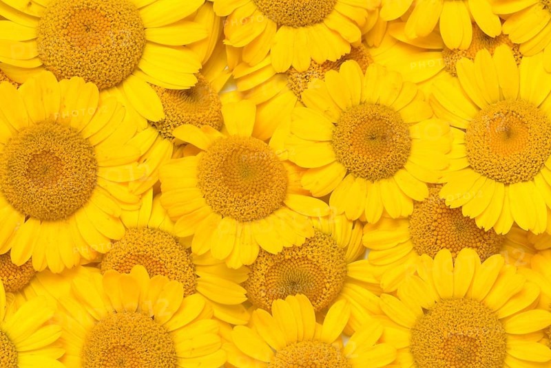 Dyer's chamomile