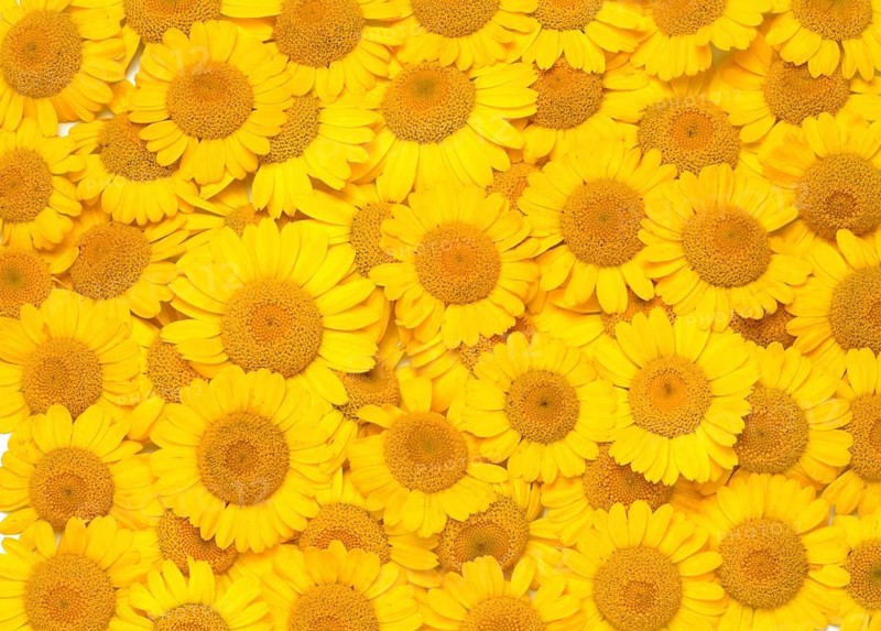 Dyer's chamomile