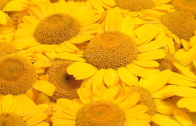 Dyer's chamomile