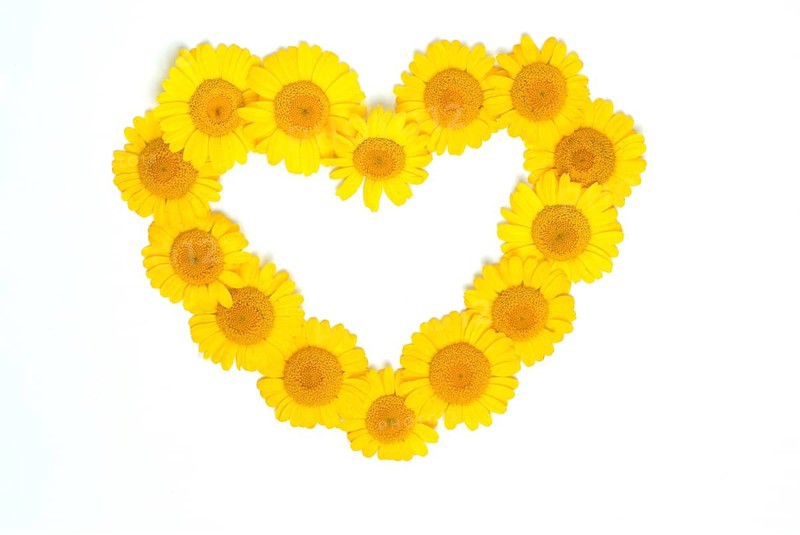 Dyer's chamomile