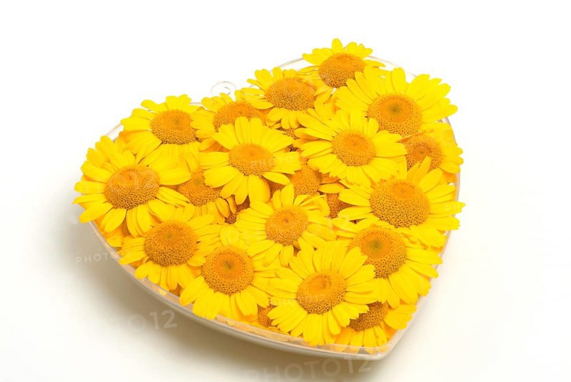 Dyer's chamomile