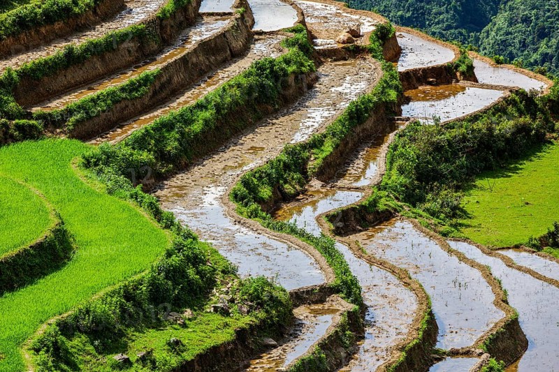 Rice field terraces