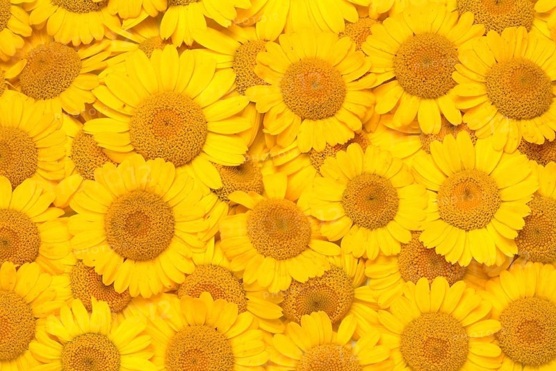 Dyer's chamomile