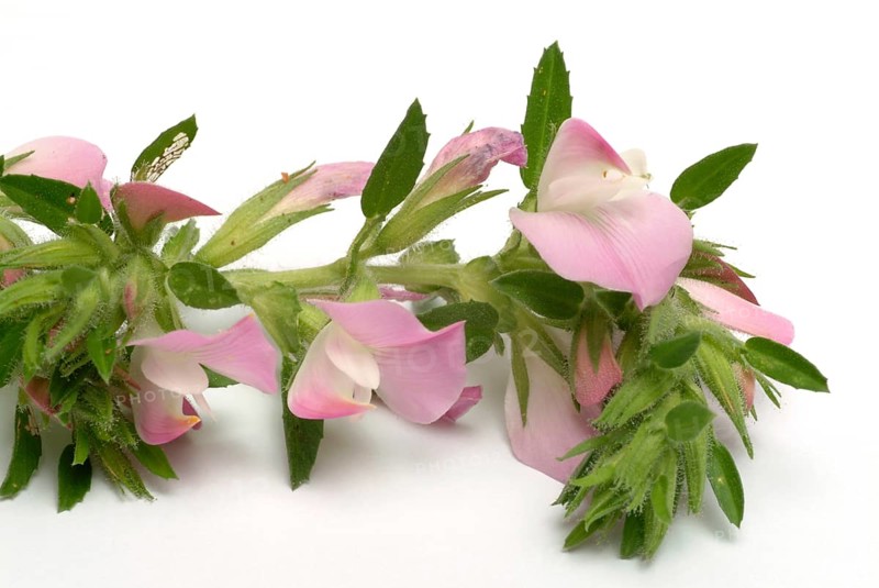 Spiny restharrow