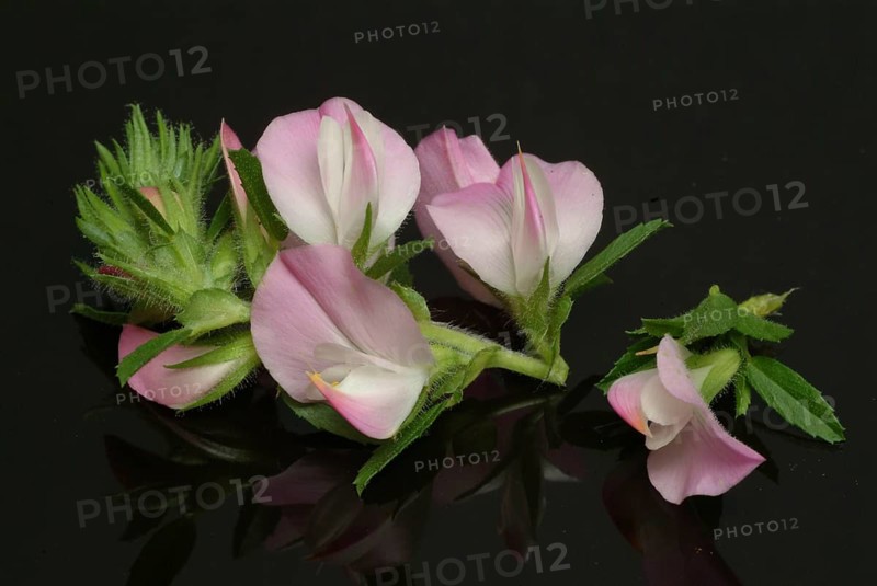 Spiny restharrow