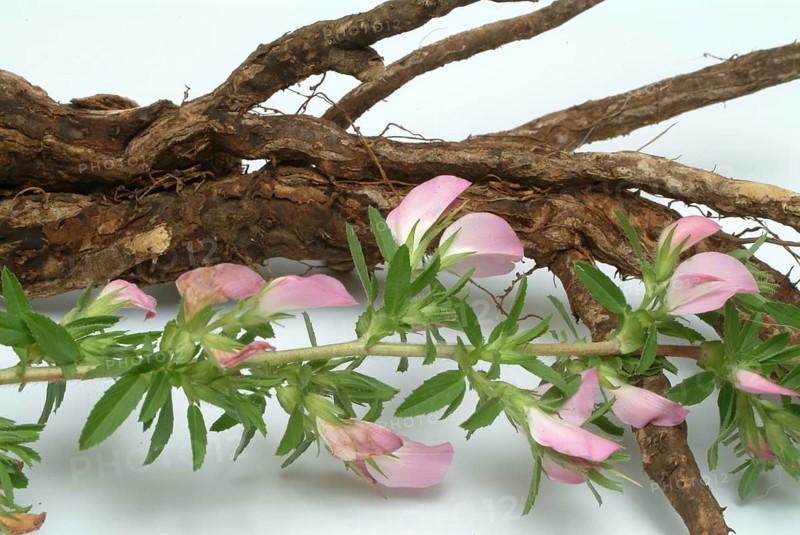 Spiny restharrow