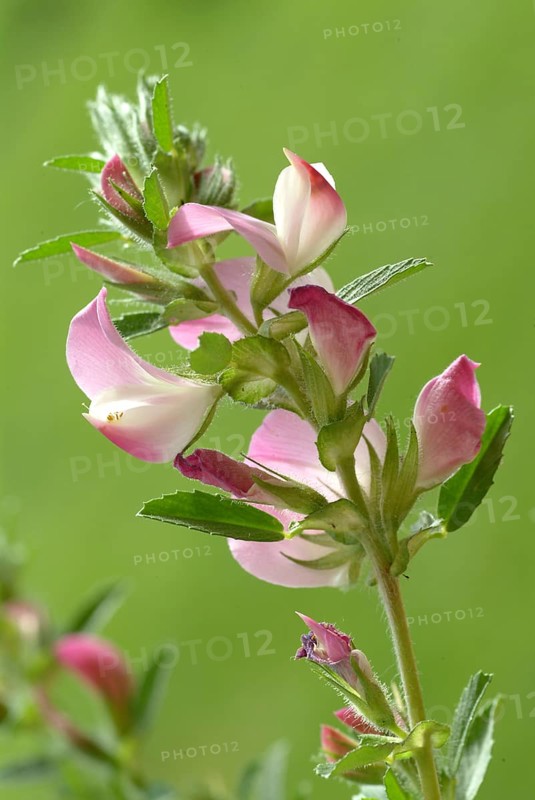 Spiny restharrow