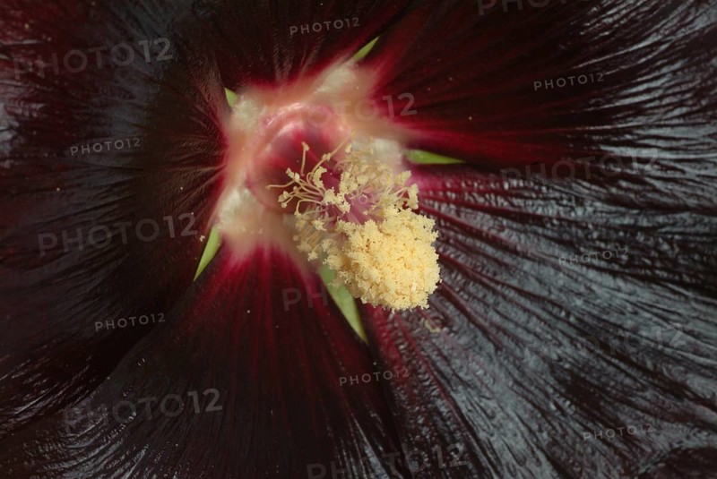 Black common hollyhock