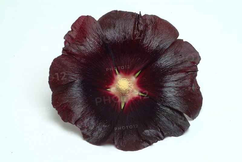 Black common hollyhock