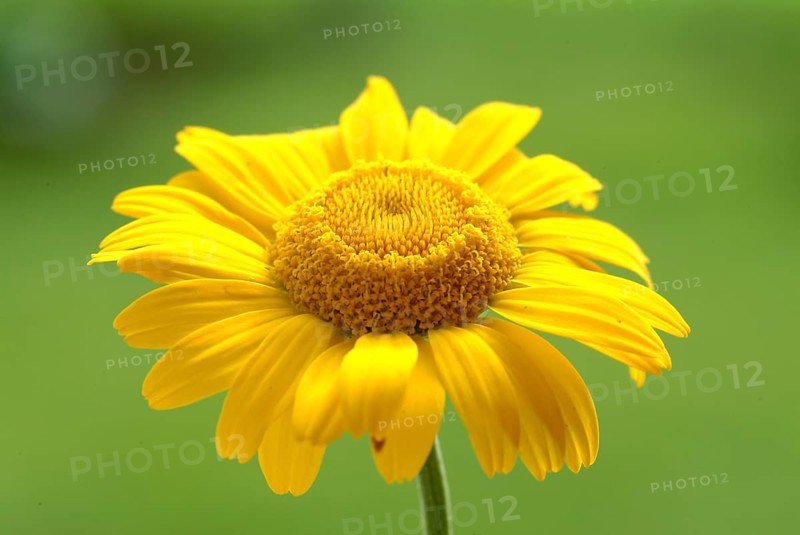 Dyer's chamomile