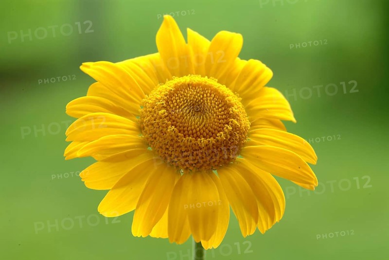Dyer's chamomile