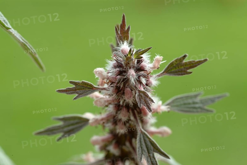 Motherwort