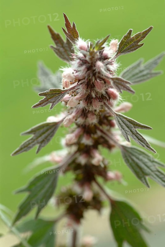 Motherwort
