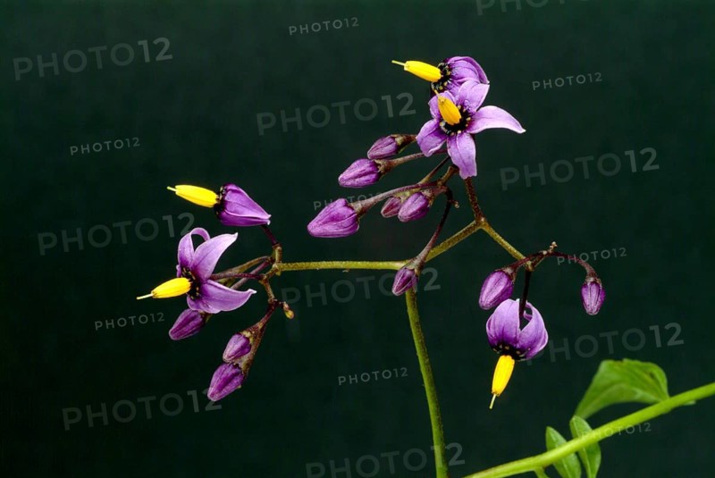 Bittersweet nightshade