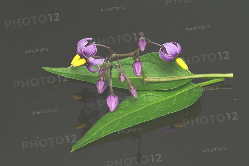 Bittersweet nightshade