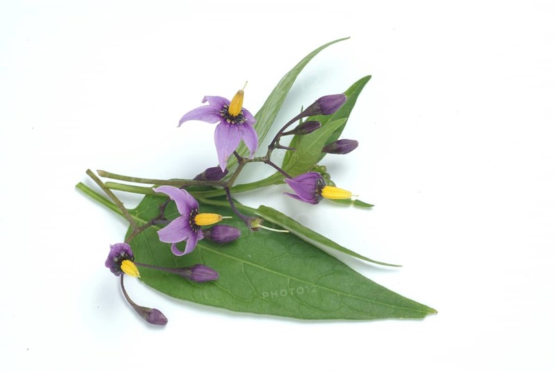 Bittersweet nightshade