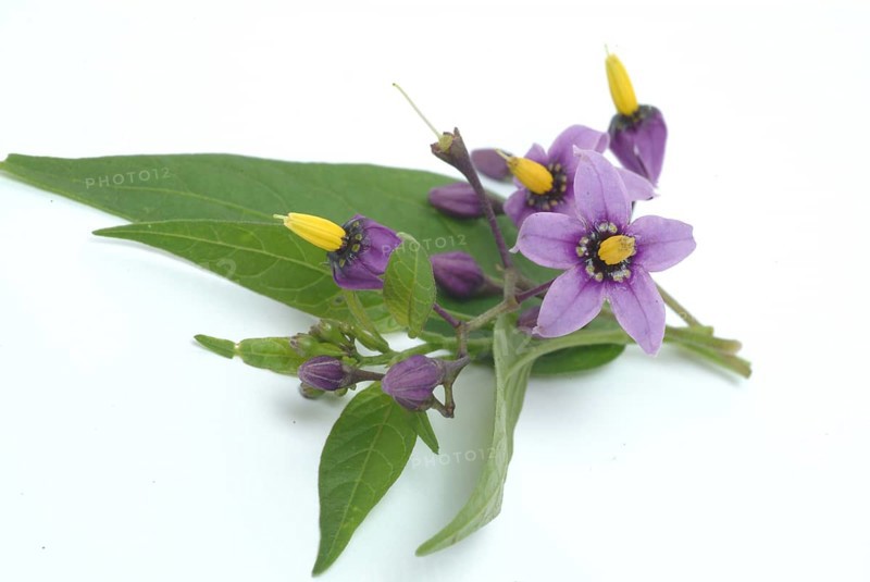 Bittersweet nightshade