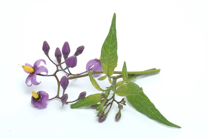 Bittersweet nightshade