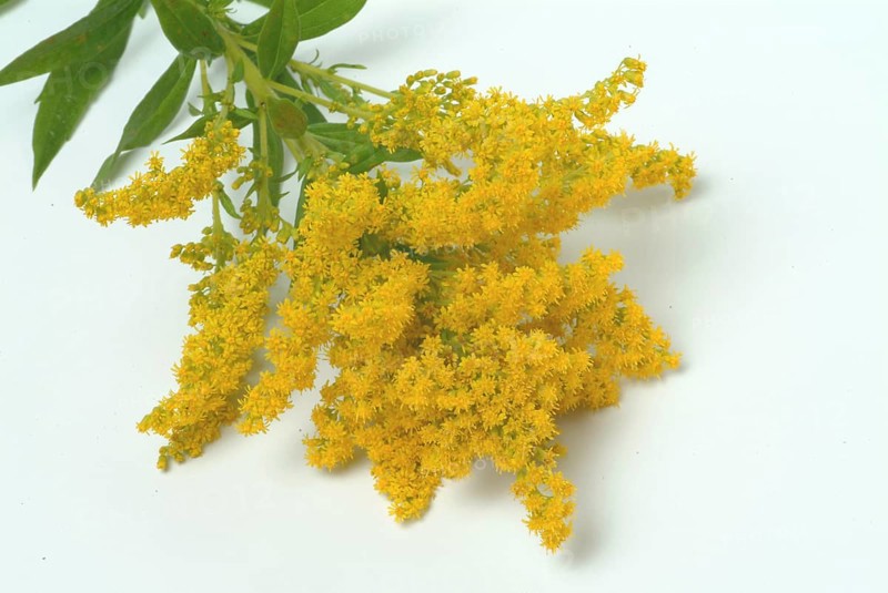 Common goldenrod