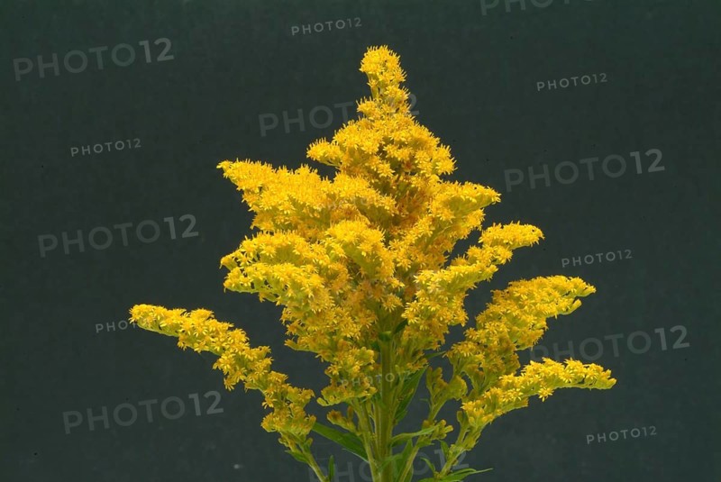 Common goldenrod
