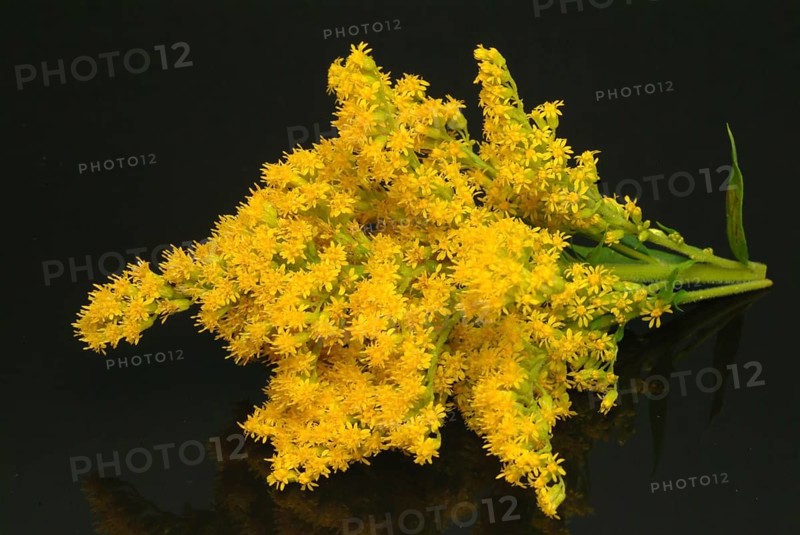 Common goldenrod