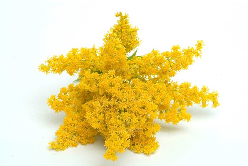 Common goldenrod