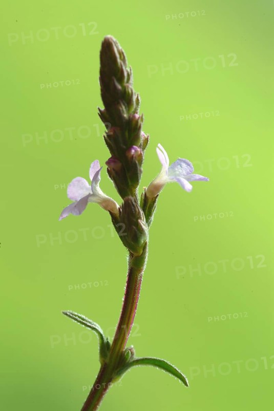 Common vervain