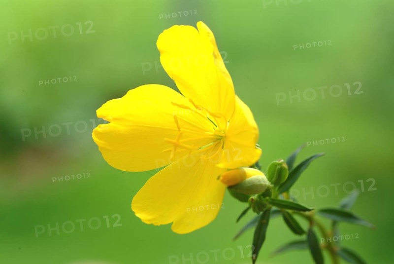 Evening primrose flower