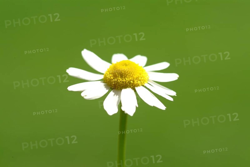 Camomile