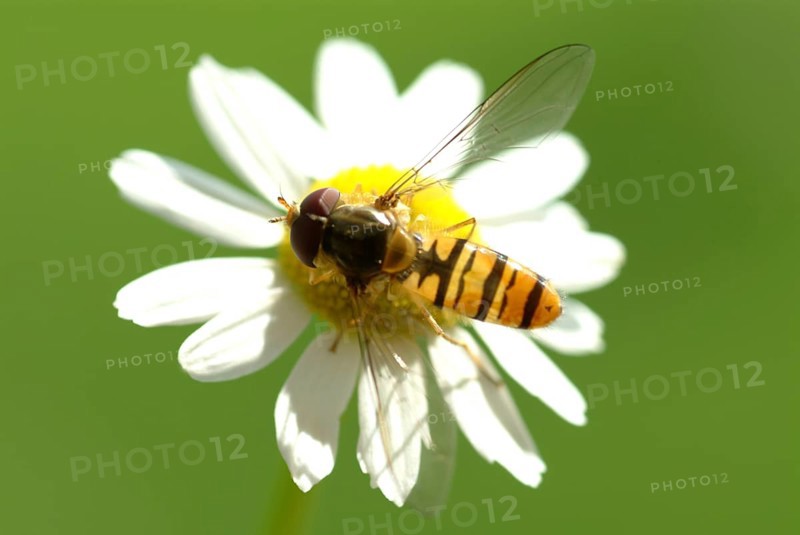 Camomile