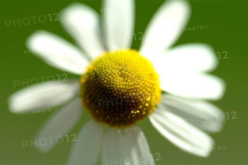 Camomile