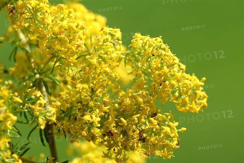 Common goldenrod