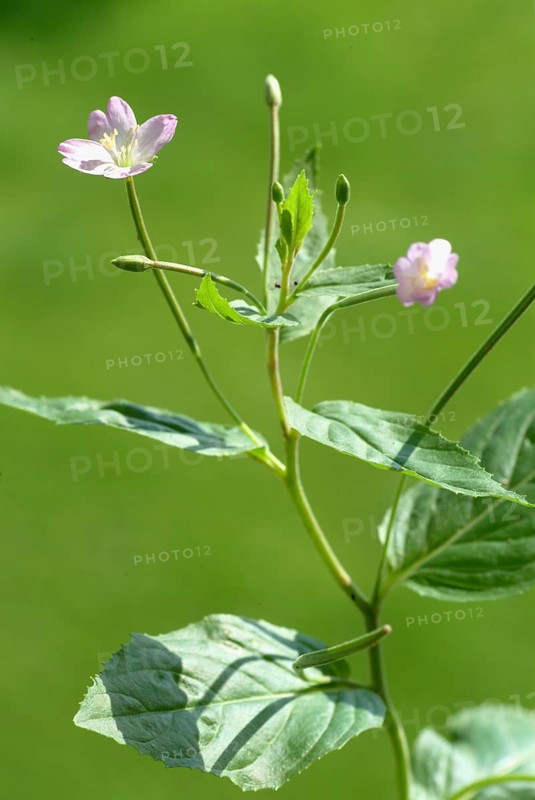 Small-flowered willowherb