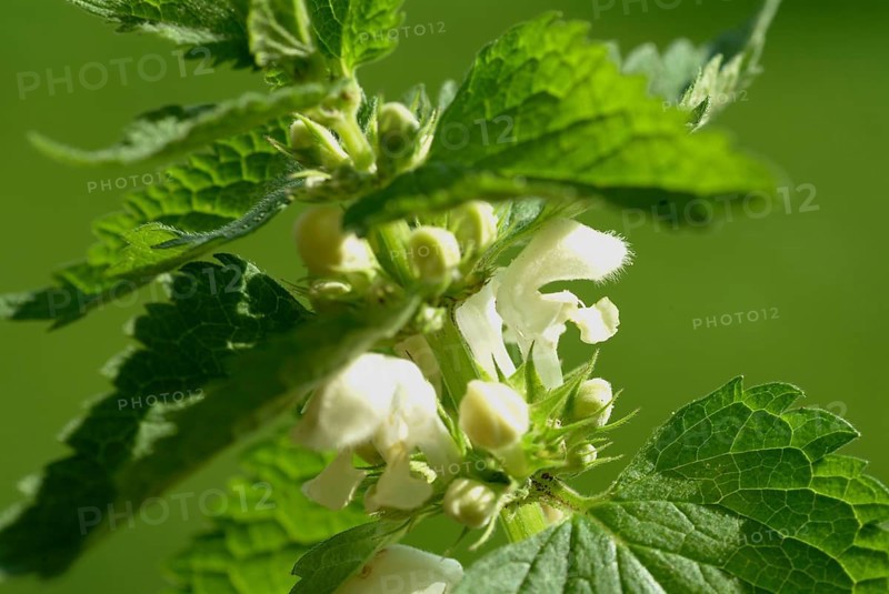 White deadnettle