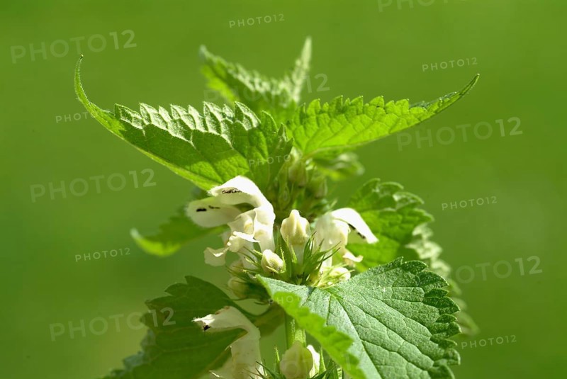 White deadnettle