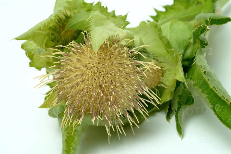 Cabbage thistle