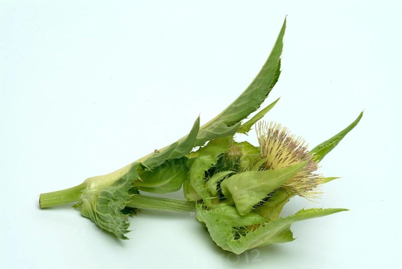 Cabbage thistle
