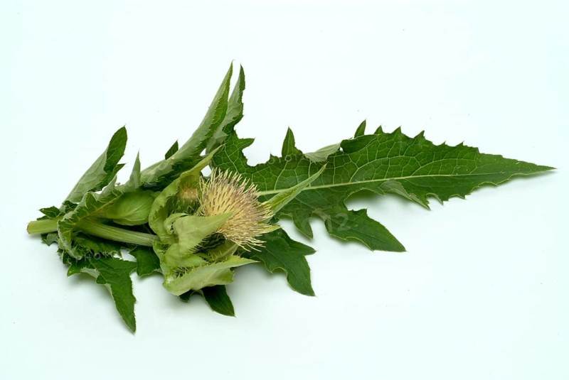 Cabbage thistle