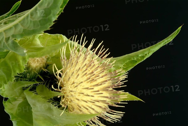 Cabbage thistle
