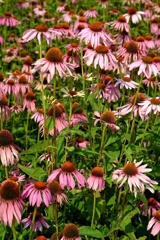 Purple coneflower