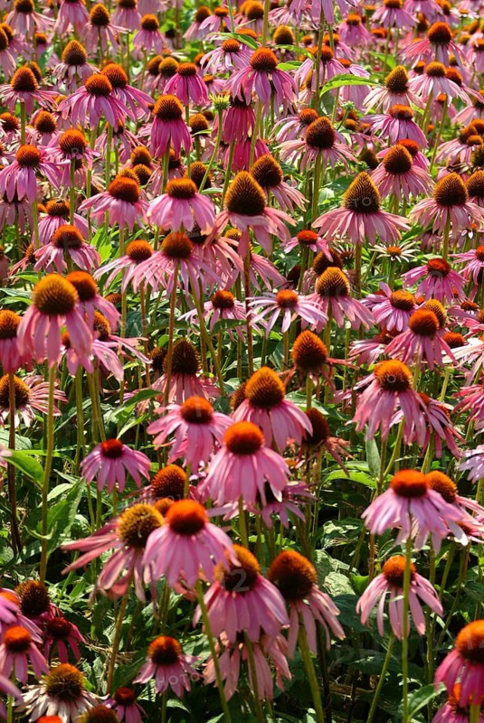 Purple coneflower