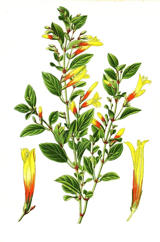 Libonia floribunda