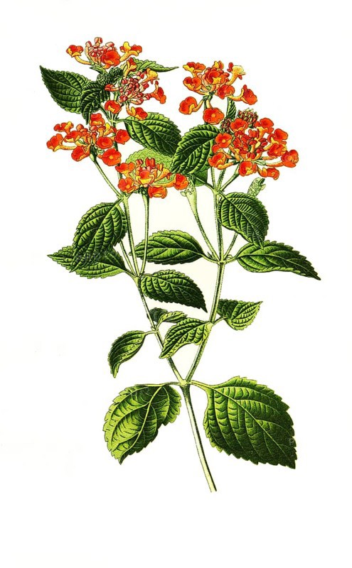 Lantana Camara