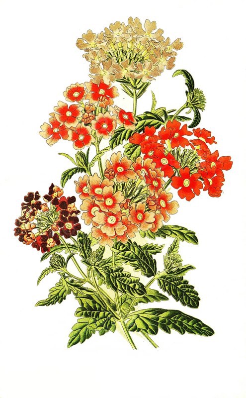 Verbena hybrida