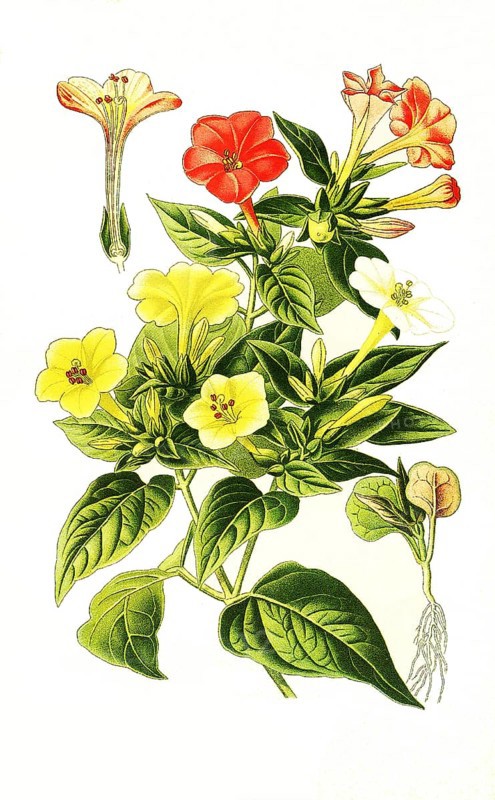 Marvel of Peru