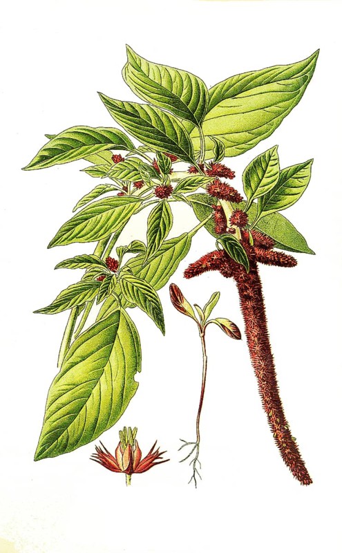 Amarantus caudatus