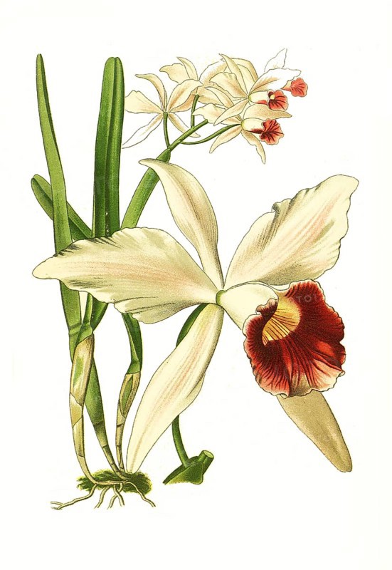 Laelia purpurata